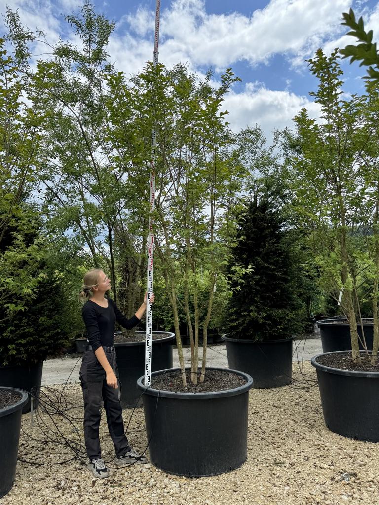 Lagerstroemia 'Natchez'
