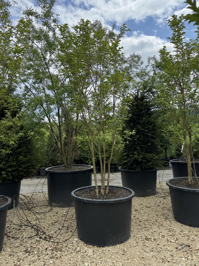 Lagerstroemia 'Natchez'