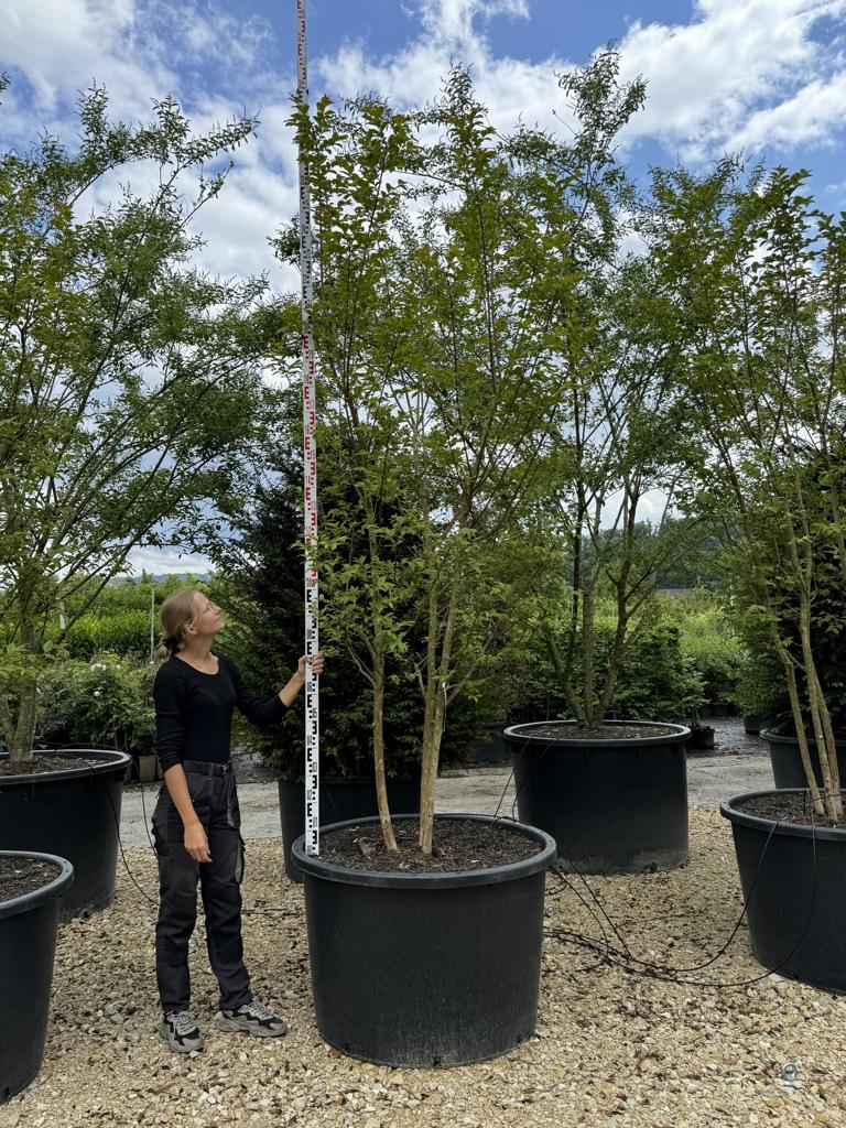 Lagerstroemia 'Natchez'