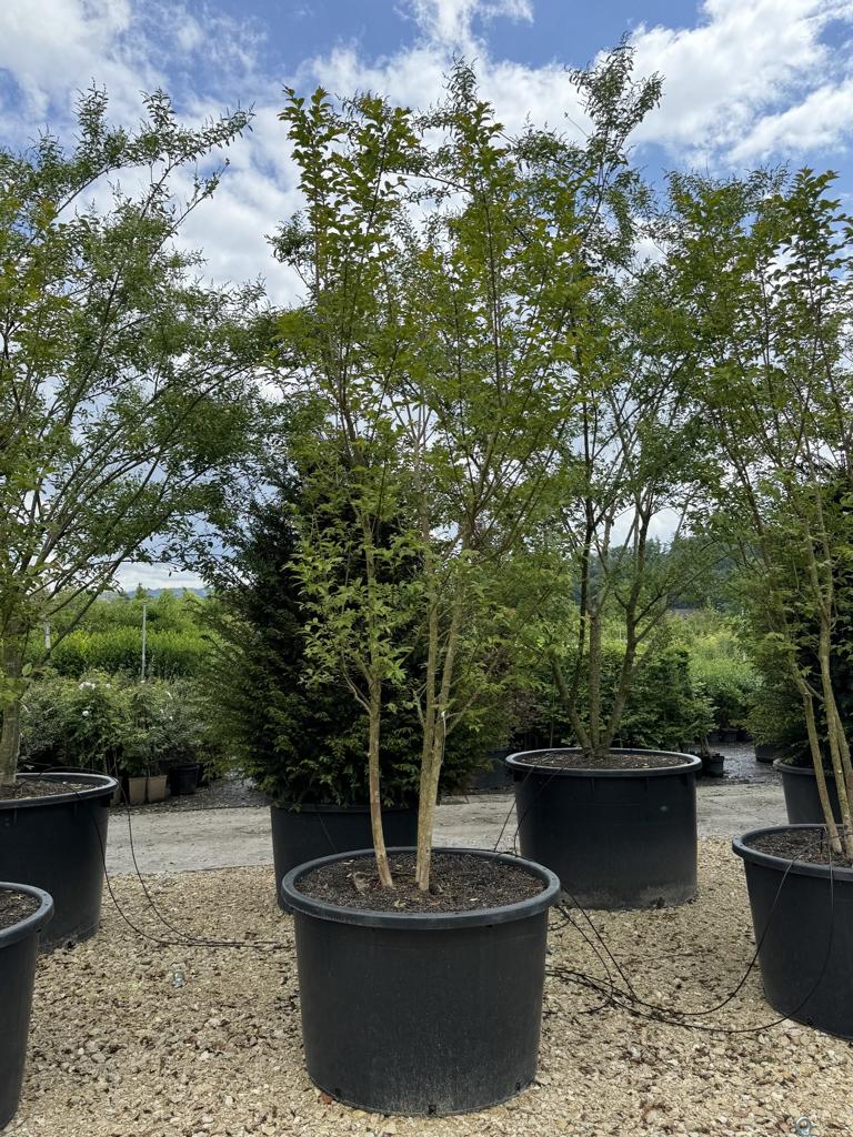Lagerstroemia 'Natchez'
