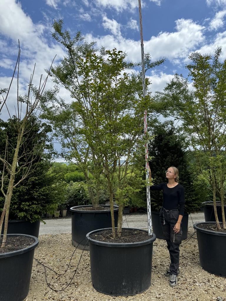 Lagerstroemia 'Natchez'