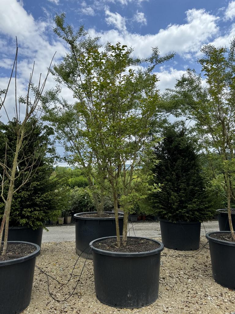 Lagerstroemia 'Natchez'