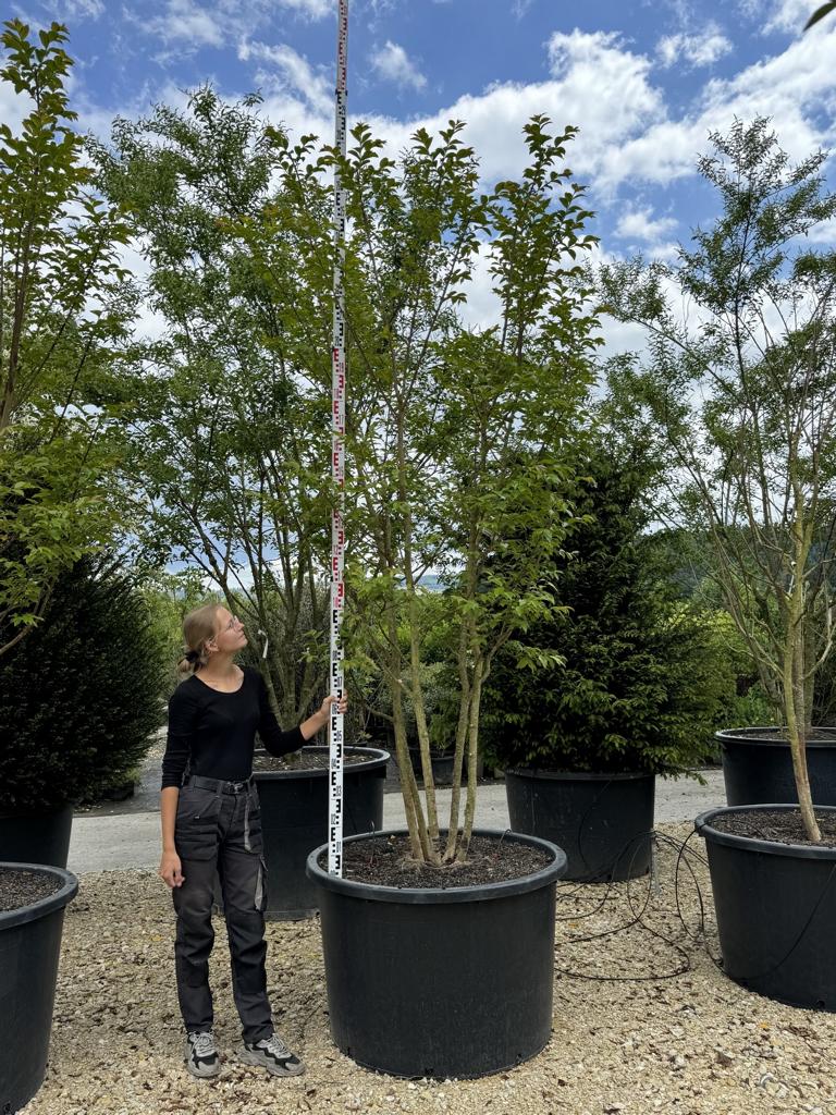Lagerstroemia 'Natchez'