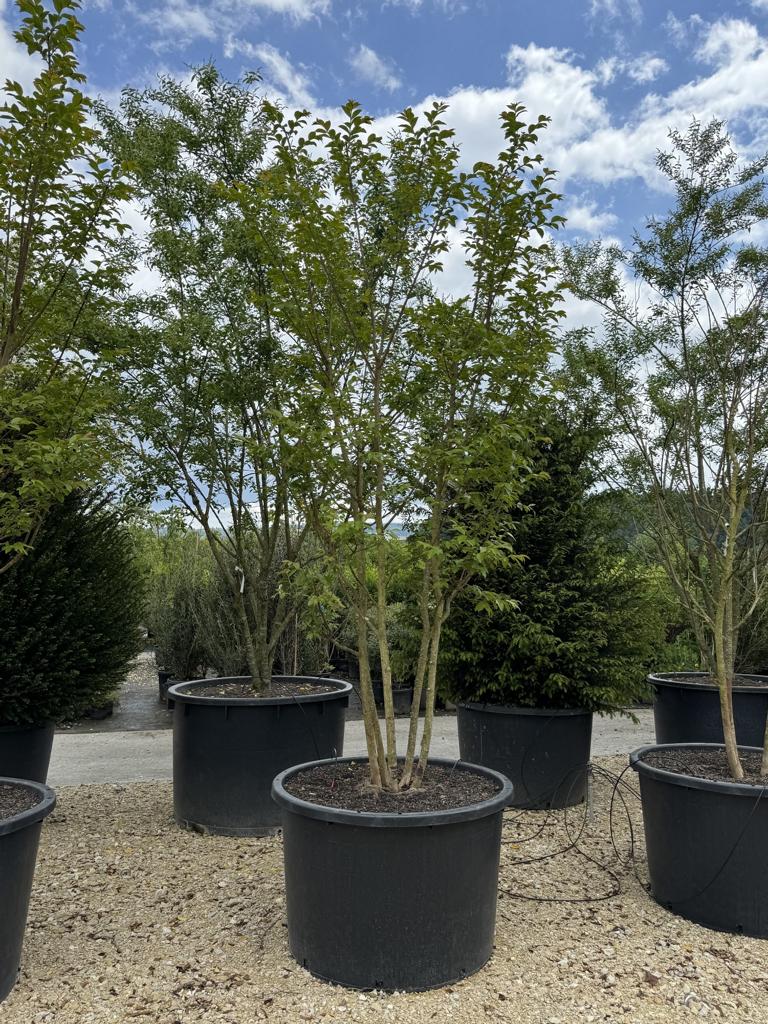 Lagerstroemia 'Natchez'