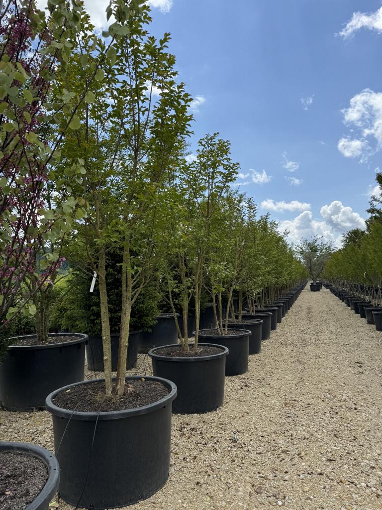 Lagerstroemia 'Natchez'