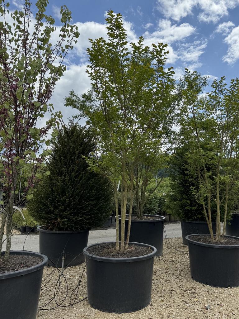 Lagerstroemia 'Natchez'