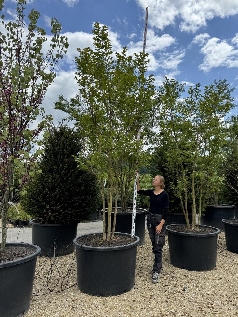 Lagerstroemia 'Natchez'