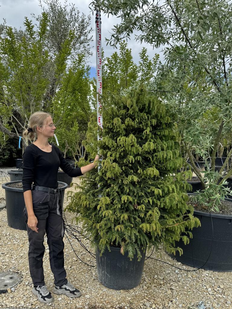 Taxus baccata