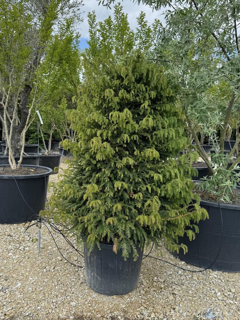 Taxus baccata