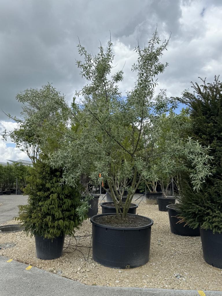 Elaeagnus angustifolia