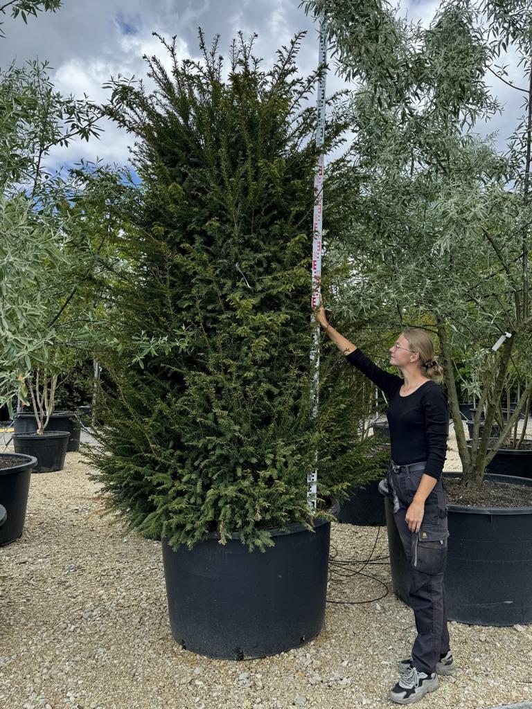 Taxus baccata