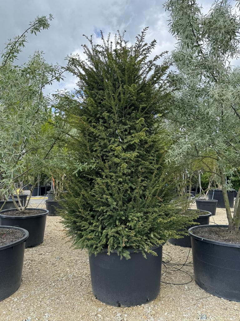 Taxus baccata