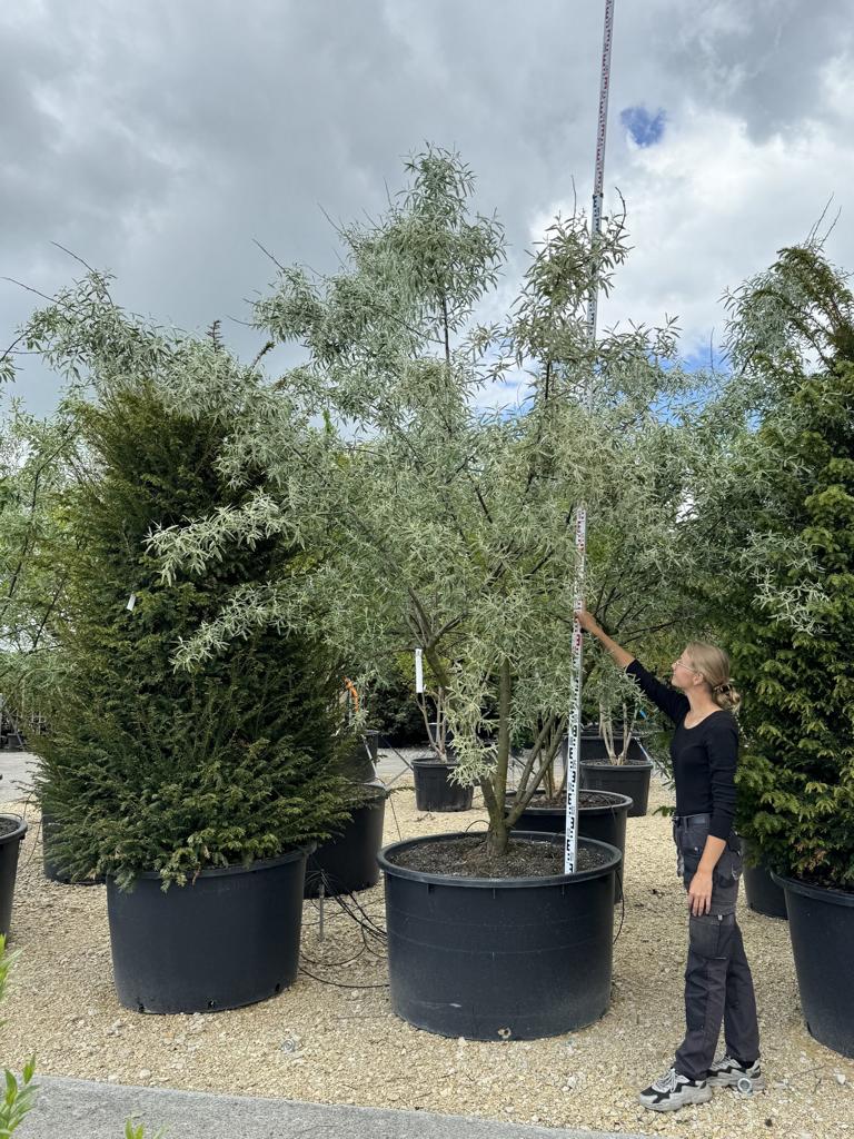 Elaeagnus angustifolia