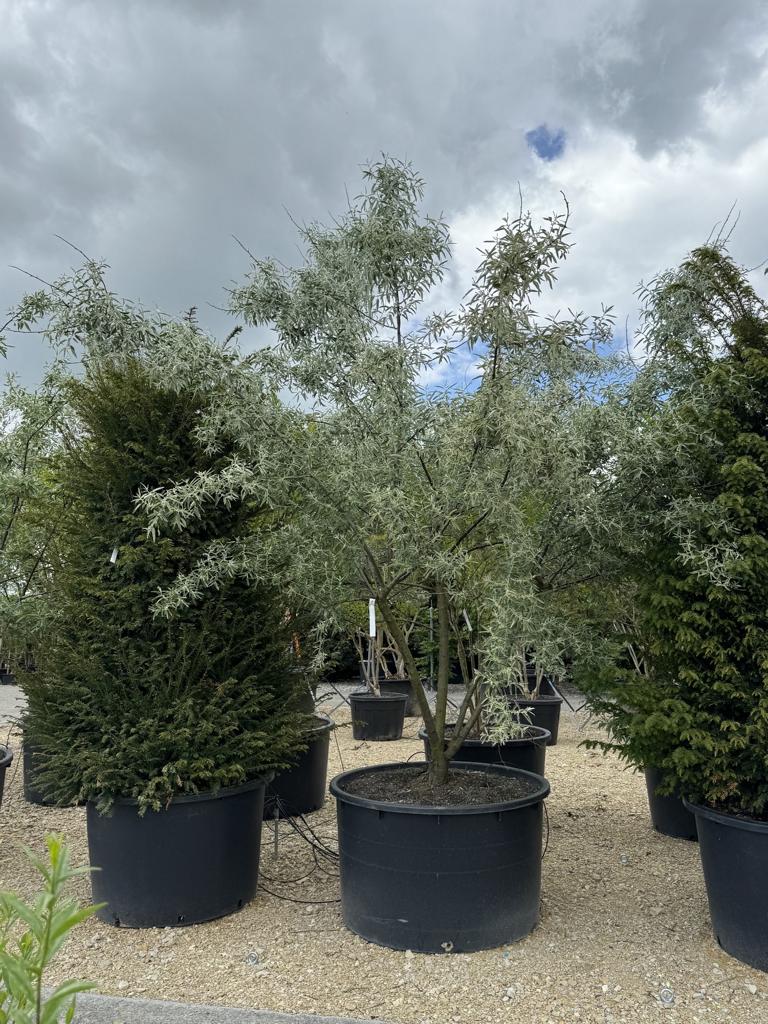 Elaeagnus angustifolia