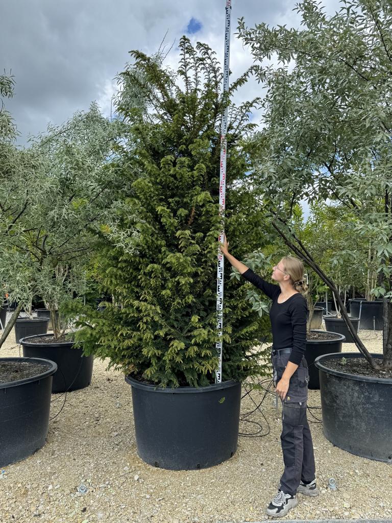 Taxus baccata