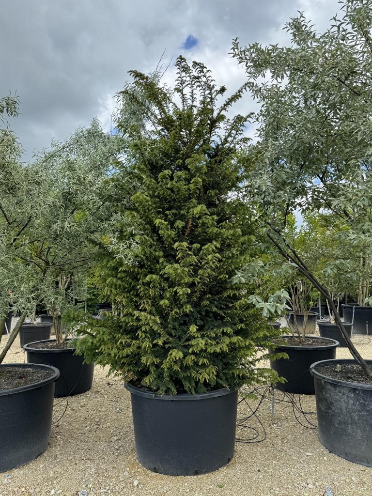 Taxus baccata