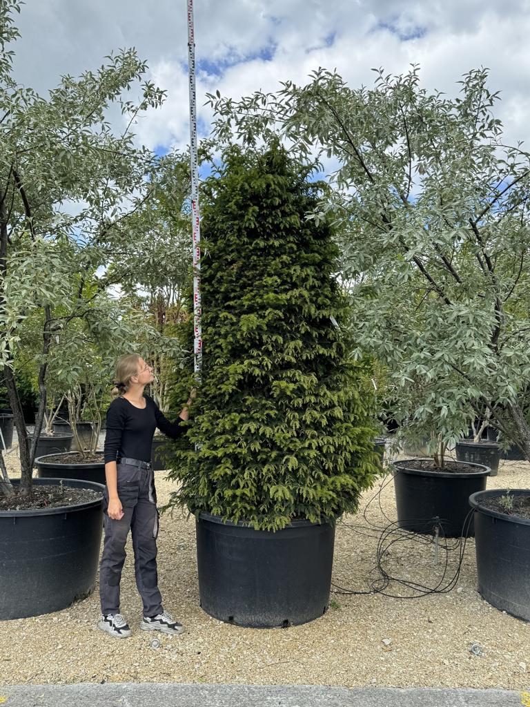Taxus baccata