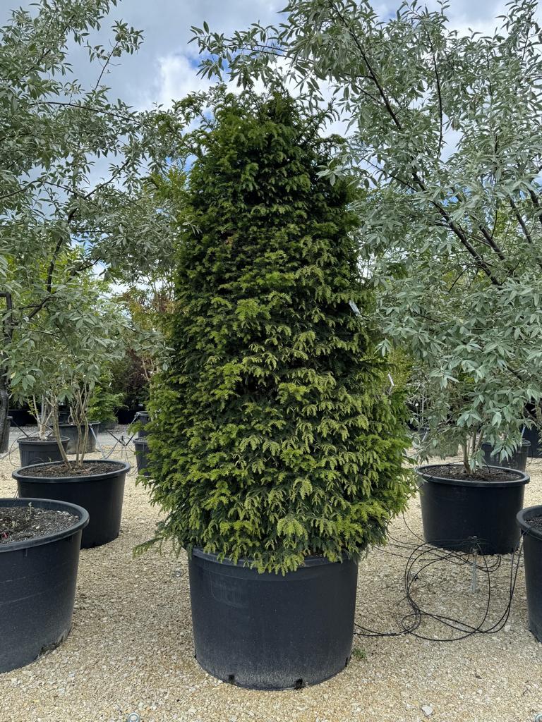 Taxus baccata