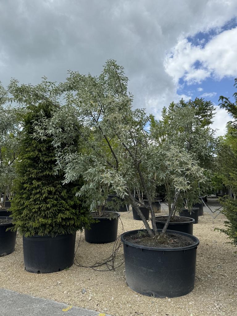 Elaeagnus commutata