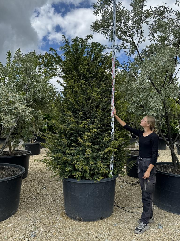 Taxus baccata
