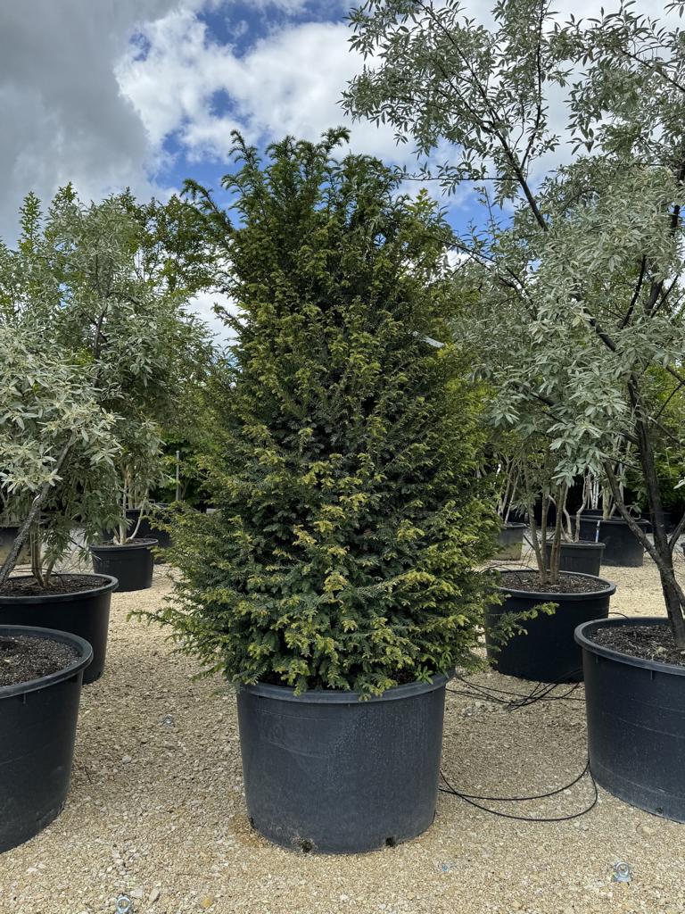 Taxus baccata