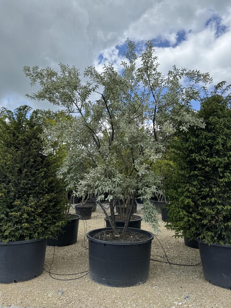 Elaeagnus commutata