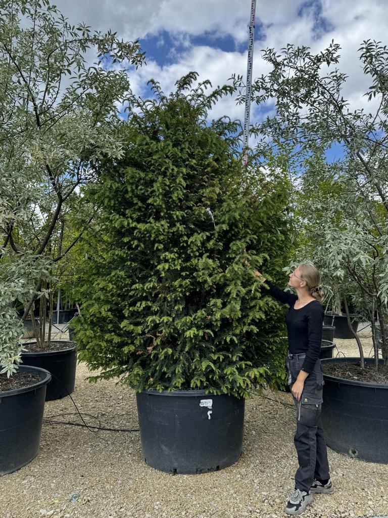 Taxus baccata