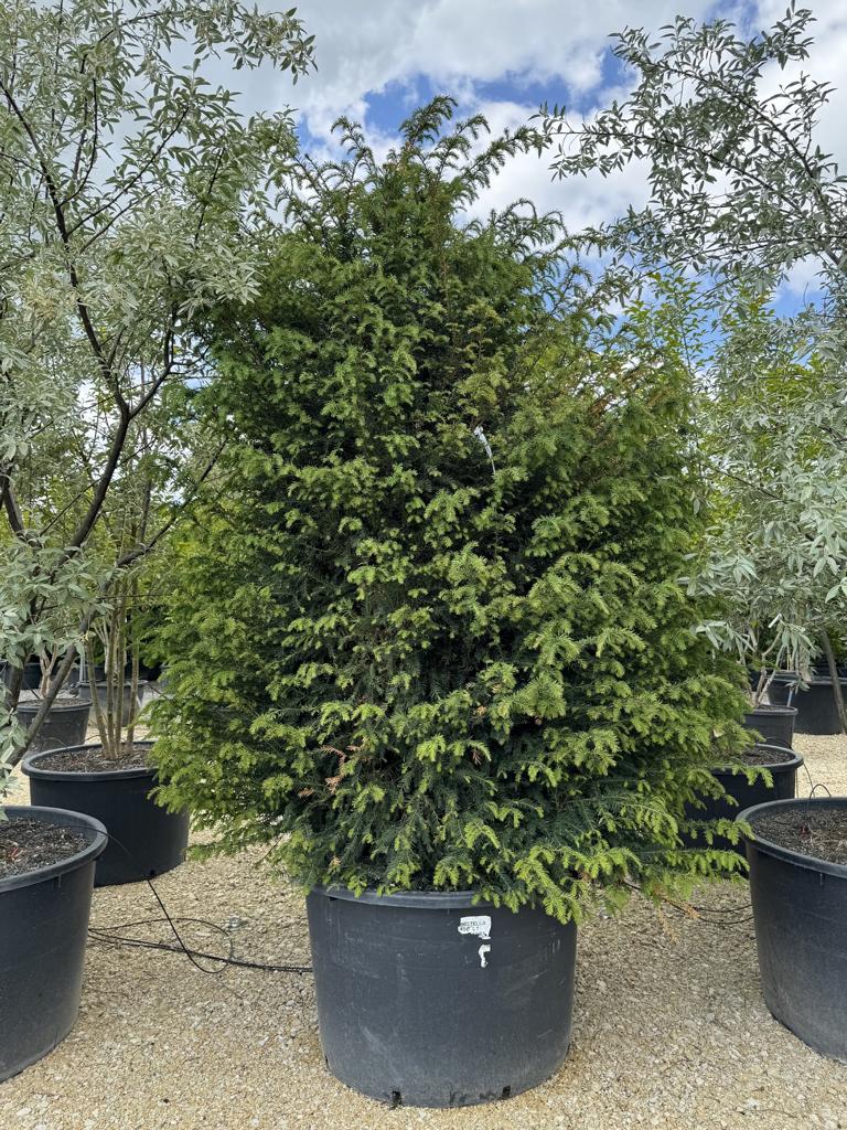 Taxus baccata