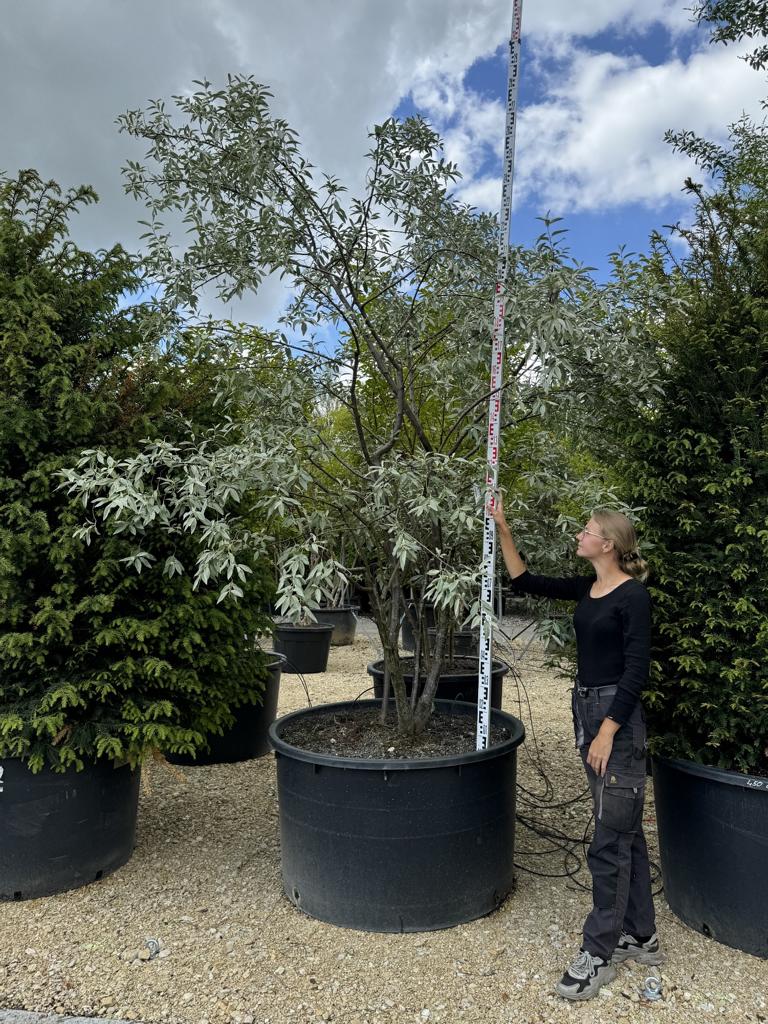 Elaeagnus commutata