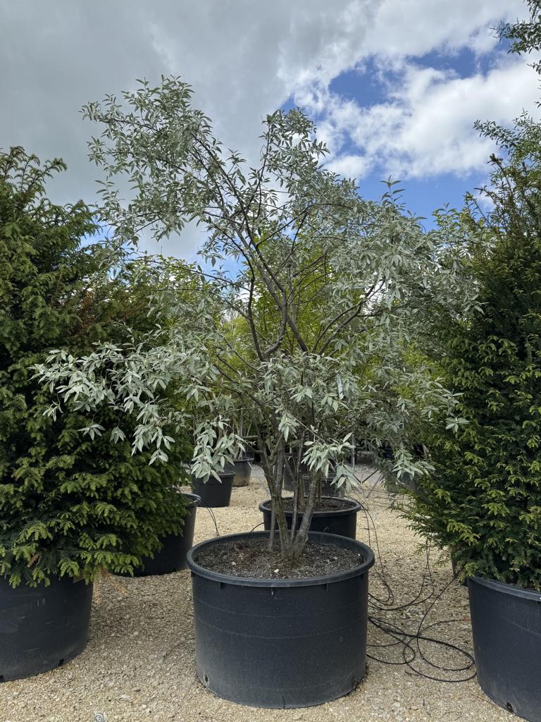 Elaeagnus commutata
