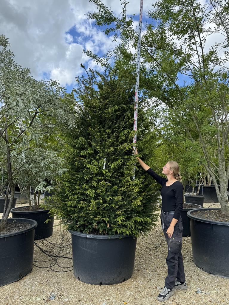 Taxus baccata