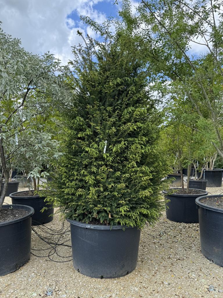 Taxus baccata