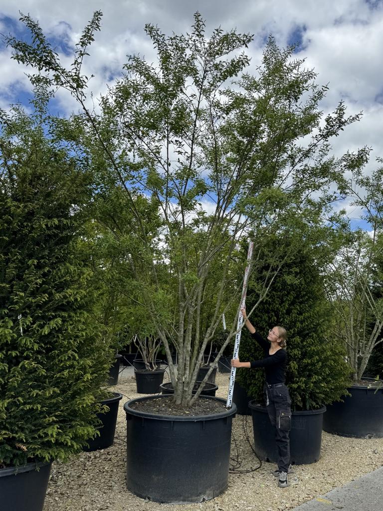 Ligustrum ibota Schirmform
