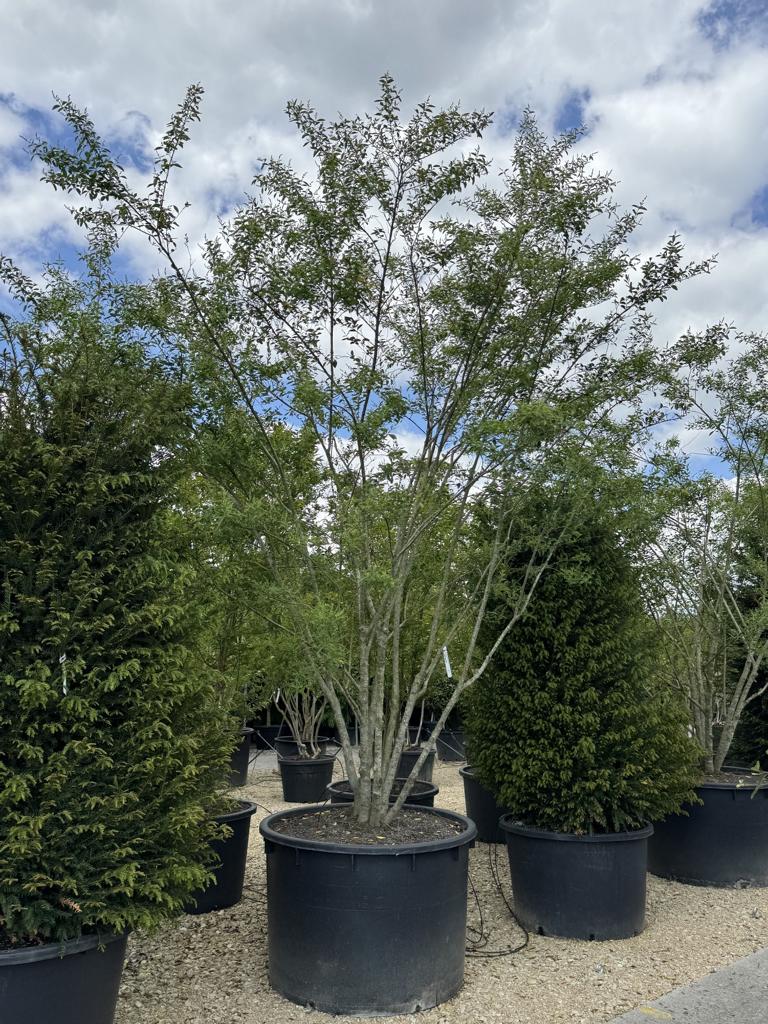 Ligustrum ibota Schirmform