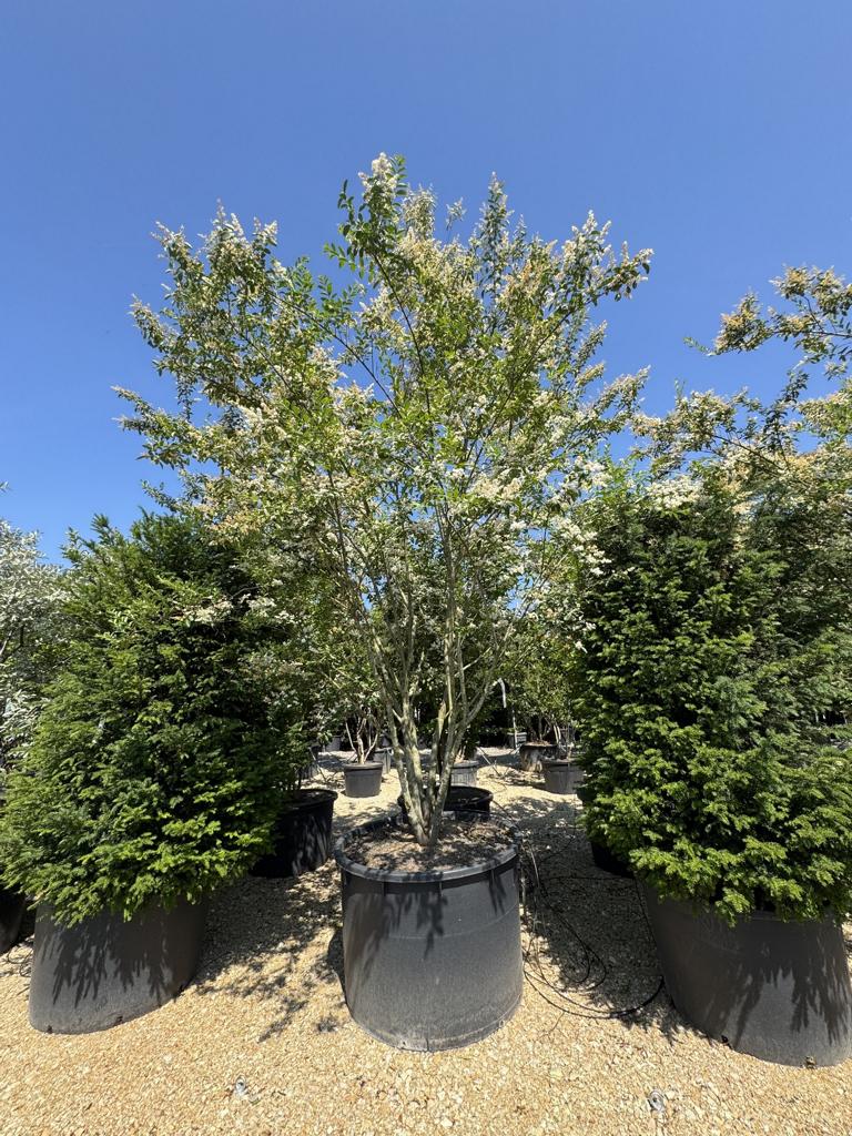 Ligustrum ibota Schirmform