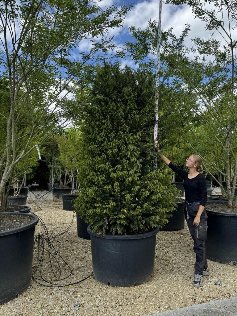 Taxus baccata