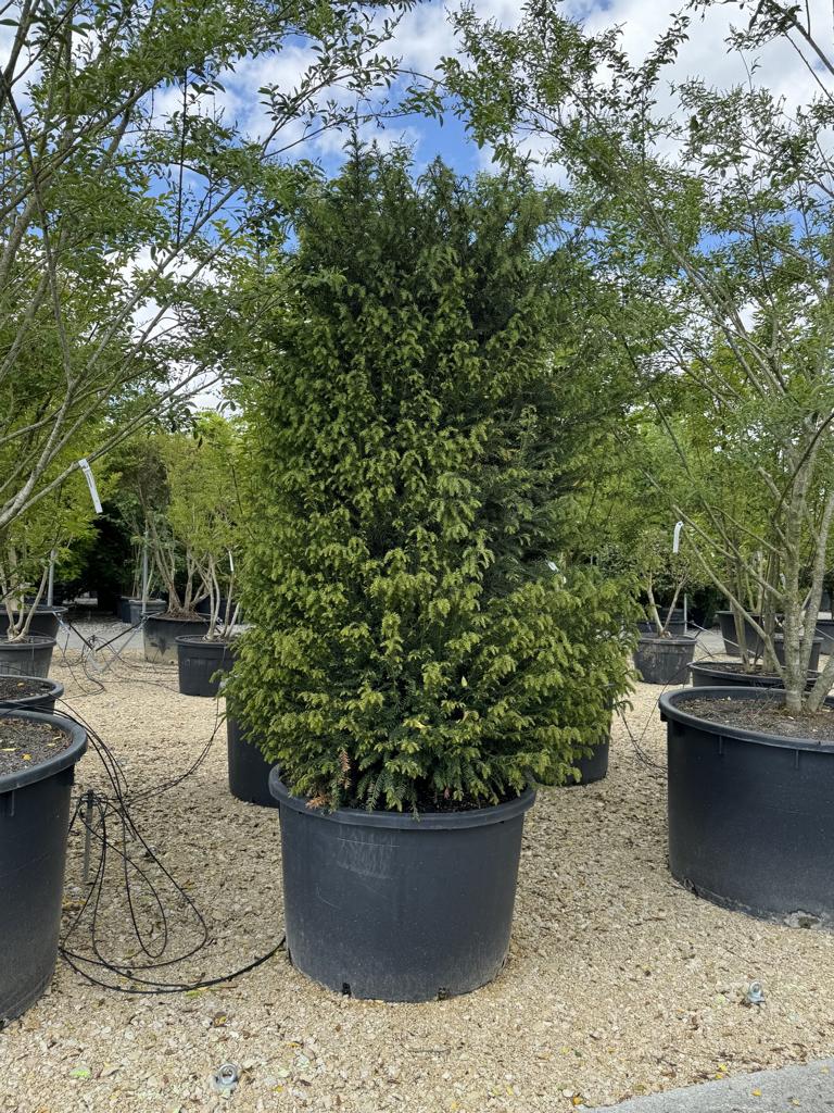Taxus baccata
