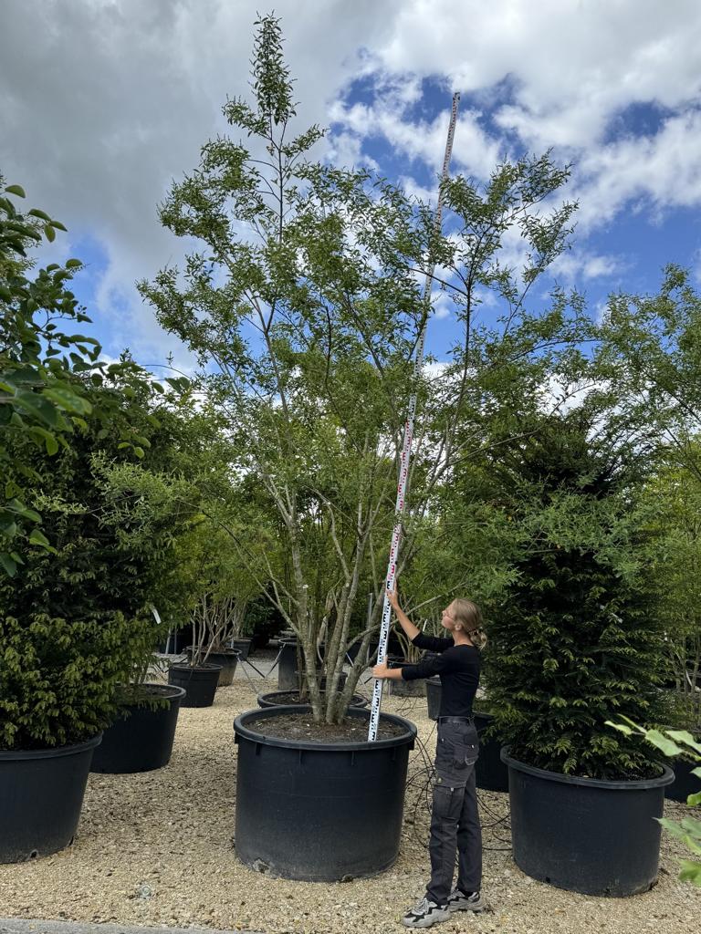 Ligustrum ibota Schirmform