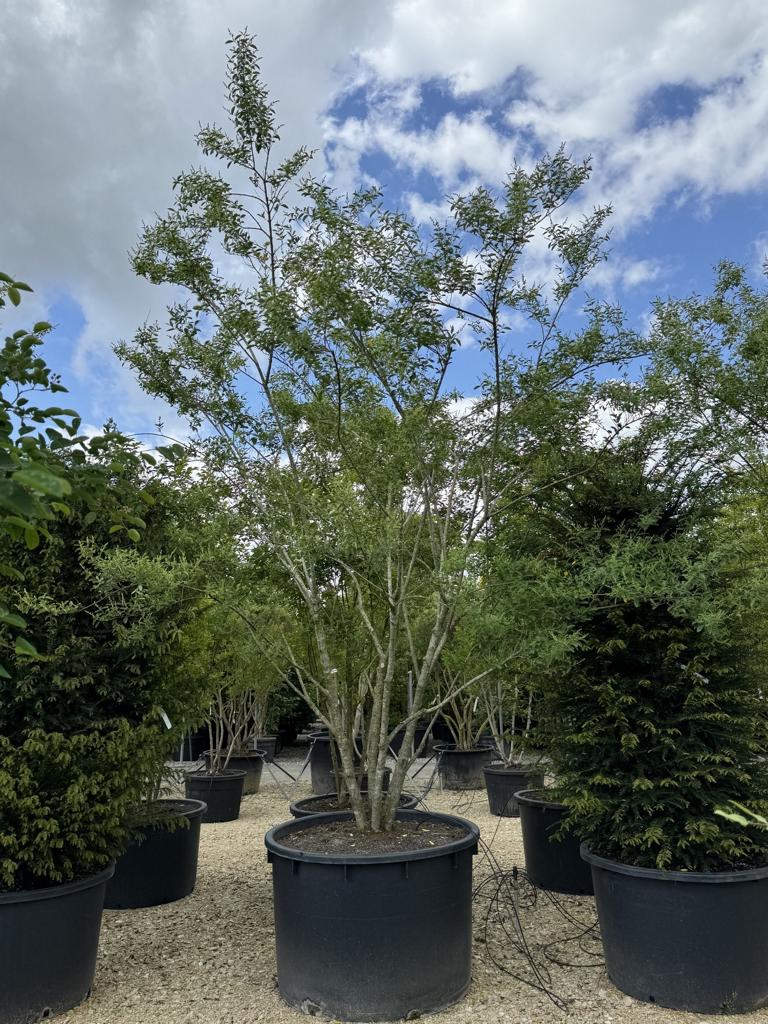 Ligustrum ibota Schirmform