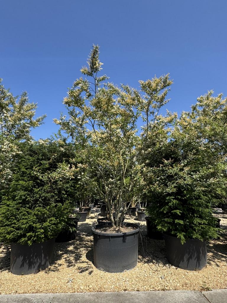 Ligustrum ibota Schirmform
