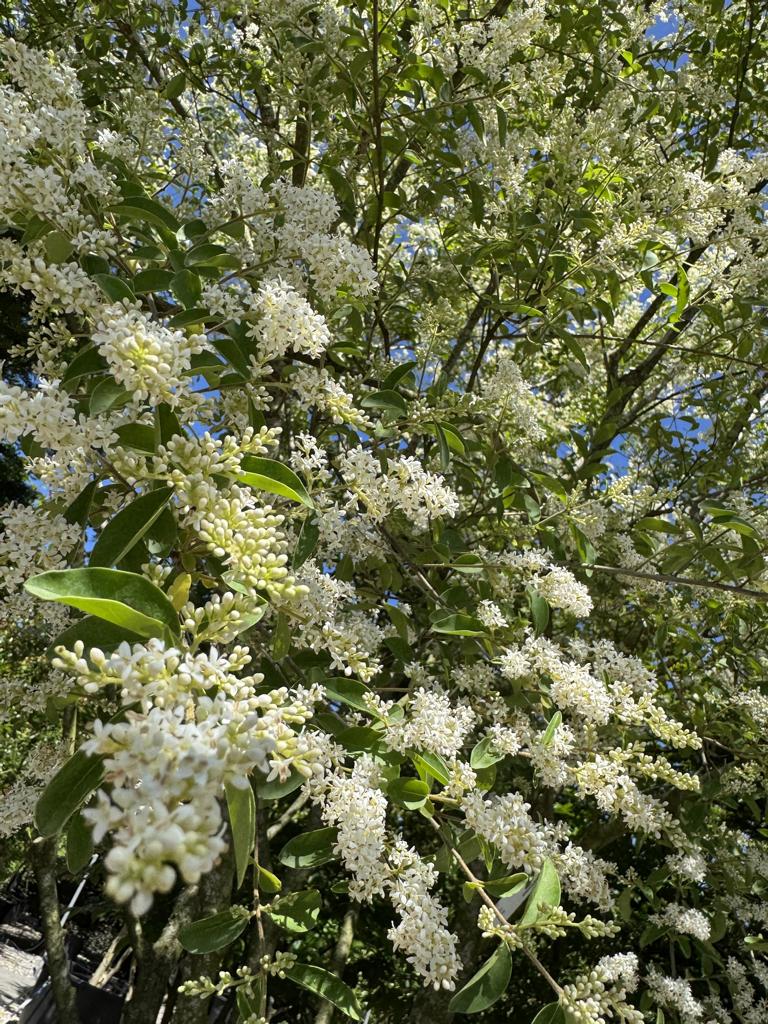 Ligustrum ibota Schirmform