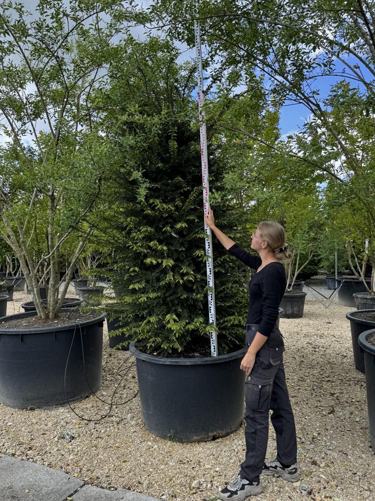 Taxus baccata
