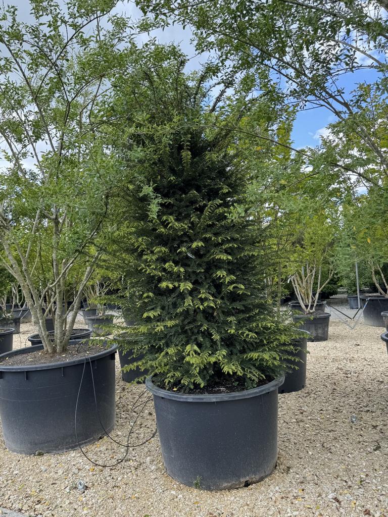 Taxus baccata