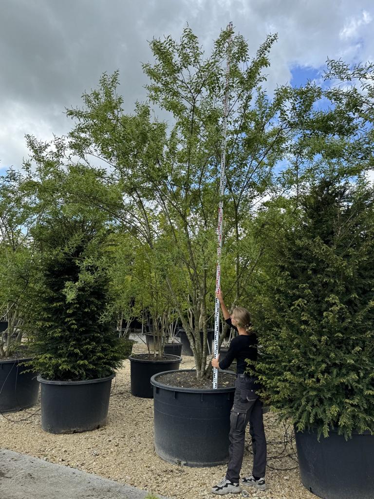 Ligustrum ibota Schirmform