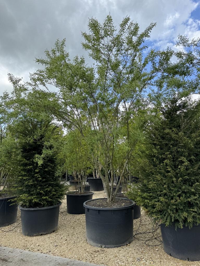 Ligustrum ibota Schirmform