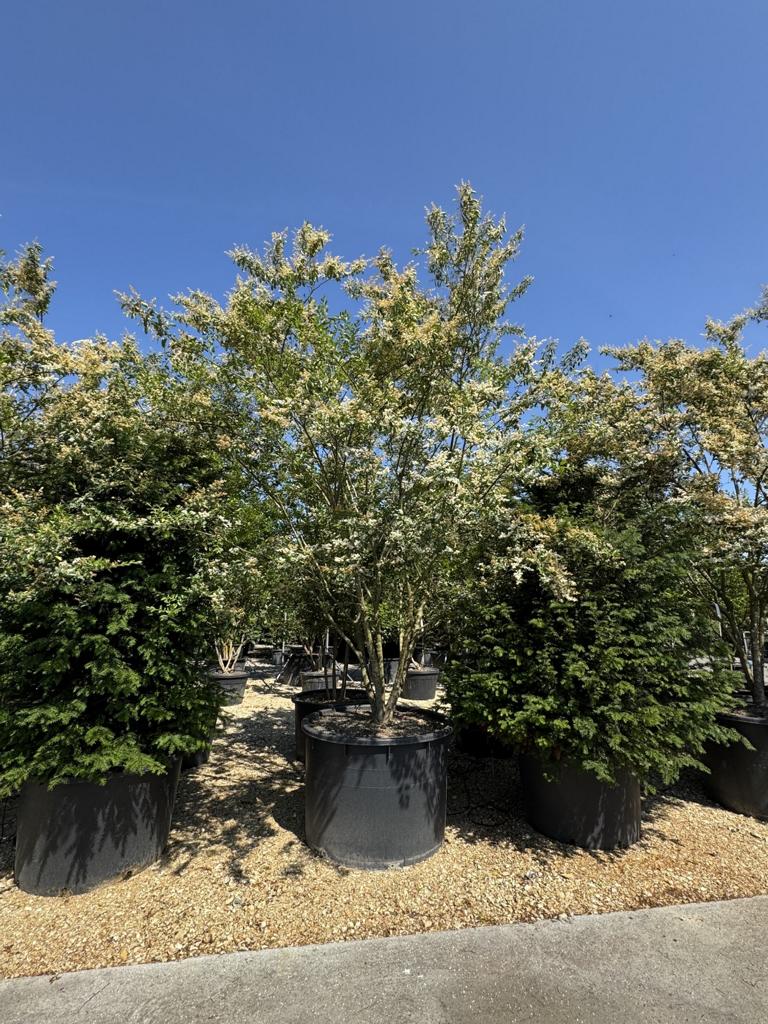 Ligustrum ibota Schirmform