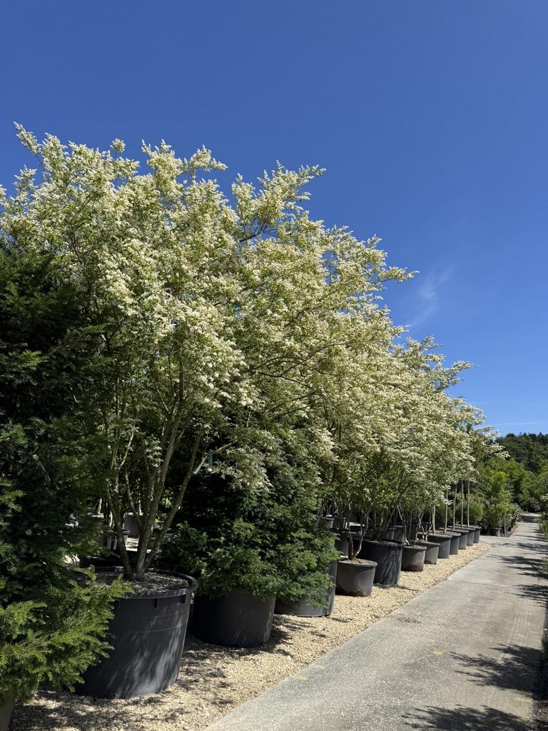 Ligustrum ibota Schirmform