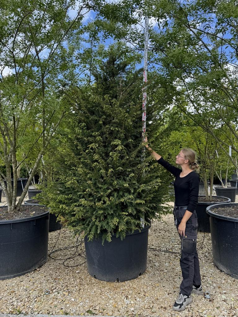 Taxus baccata