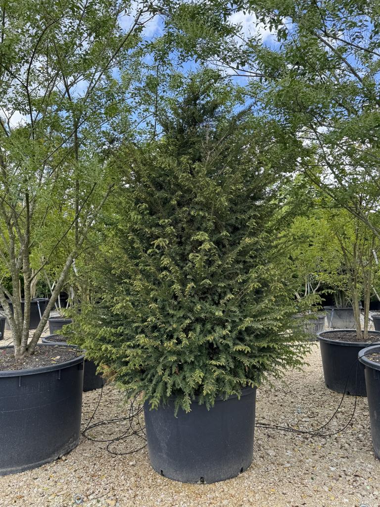 Taxus baccata