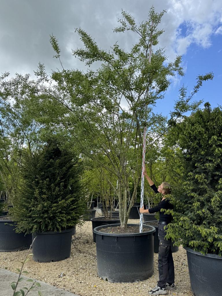 Ligustrum ibota Schirmform